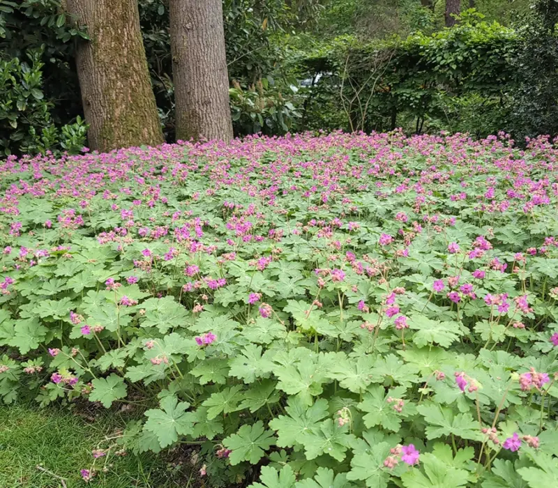 Tuinonderhoud project Beekman Tuinen